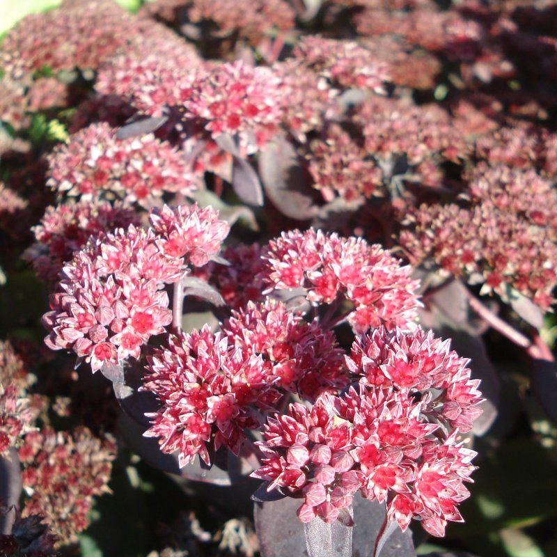Очиток телефиум (Sedum telephium `Munstead Dark Red`)