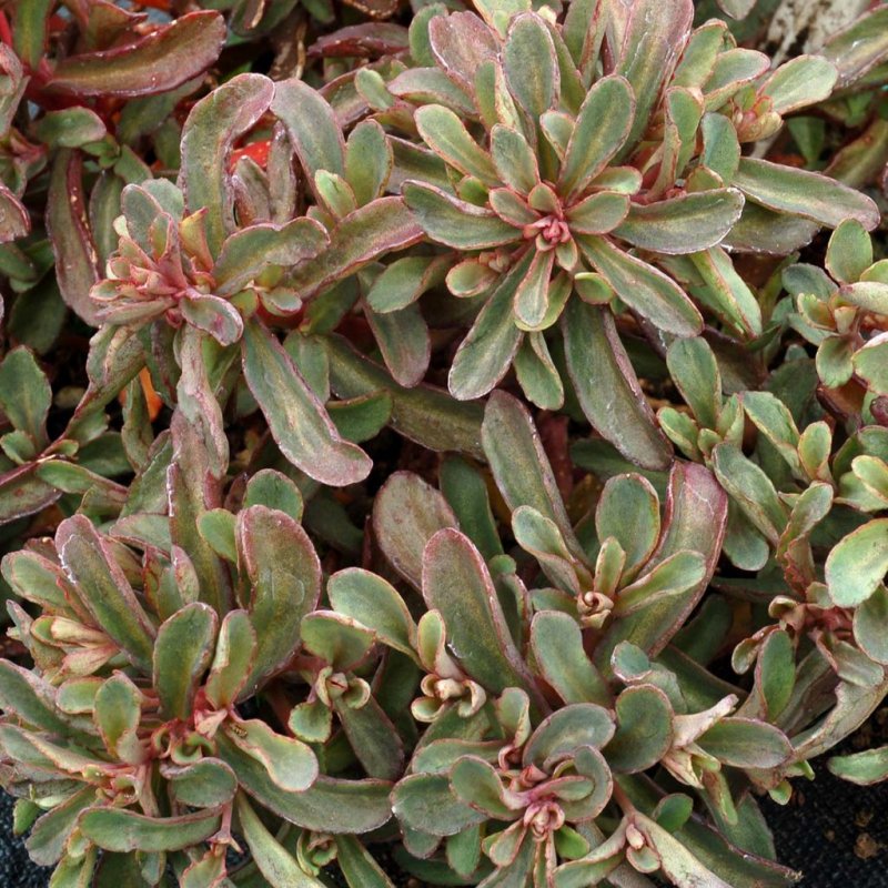 Очиток "Desert Red" (Sedum telephium)