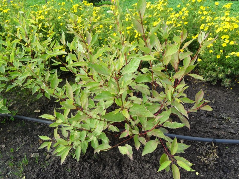 Cornus Alba sibirica variegata