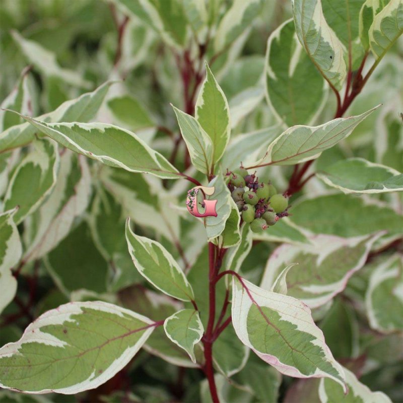 Дерен Hedgerow's Gold