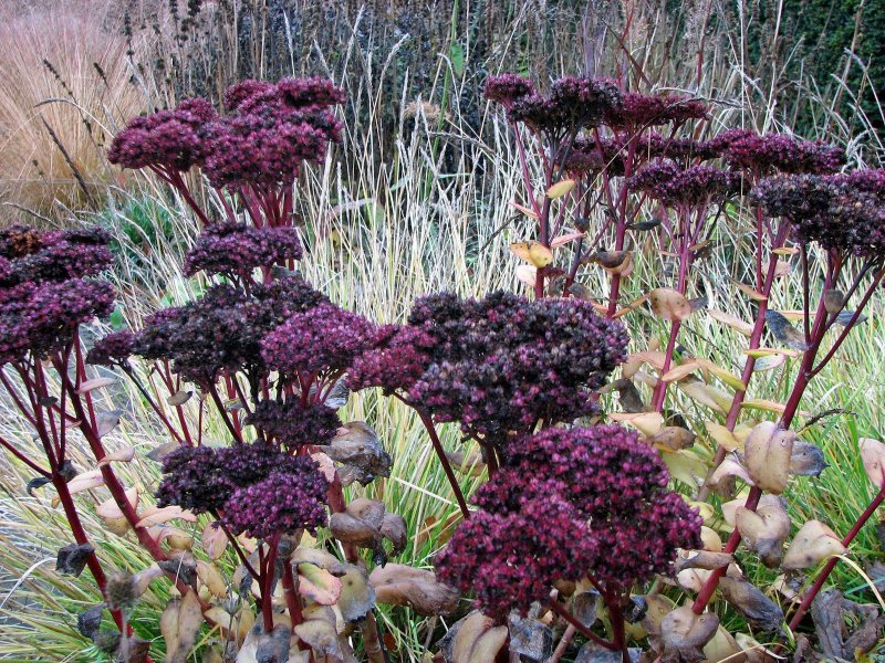 Седум гибридный Sedum 'Purple Emperor'