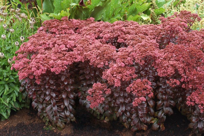 Очиток Вайнберга (Sedum weinbergii