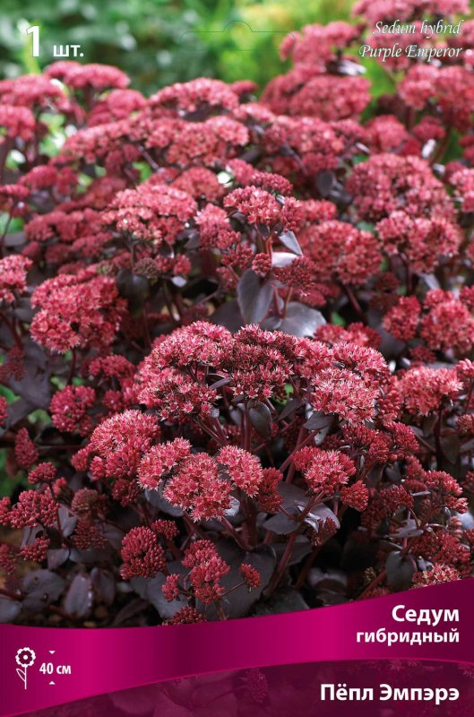 Седум гибридный Sedum 'Purple Emperor'