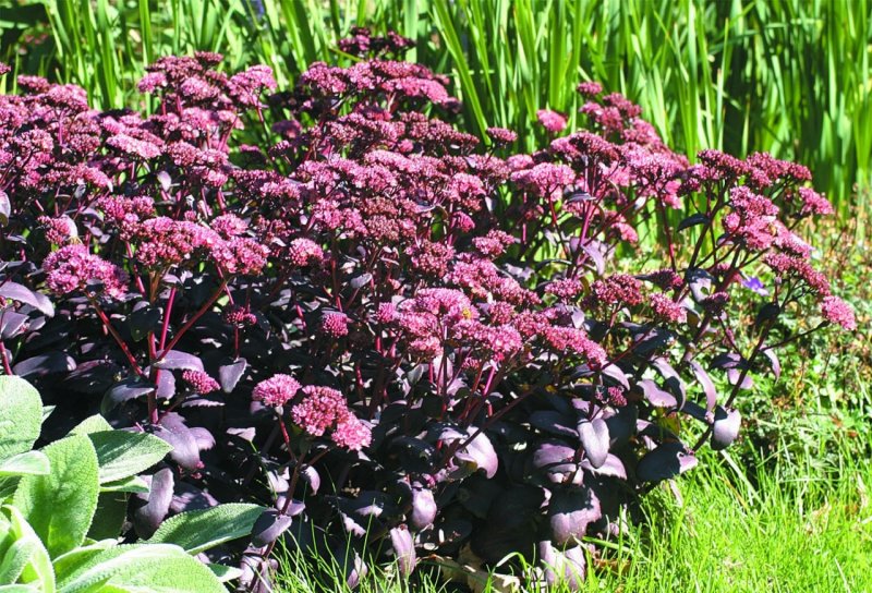 Очиток телефиум 'Purple Emperor'