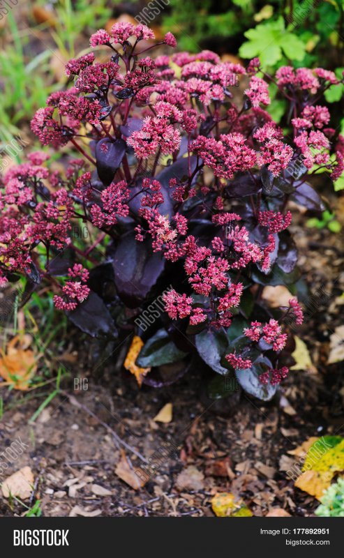 Sedum telephium Raspberry Truffle