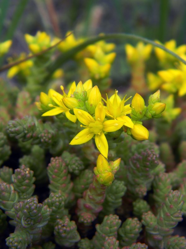 Очиток Курильский (Sedum kurilense)