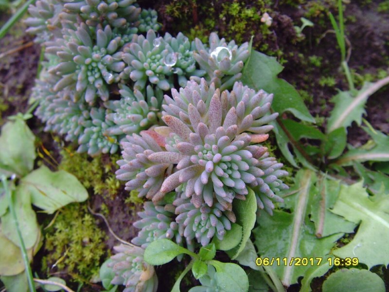 Седум Bronco'. . . . . С2. . . , Sedum 'Bronco'