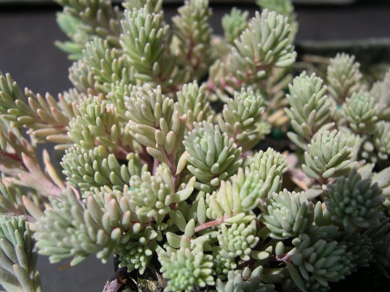 Sedum hispanicum