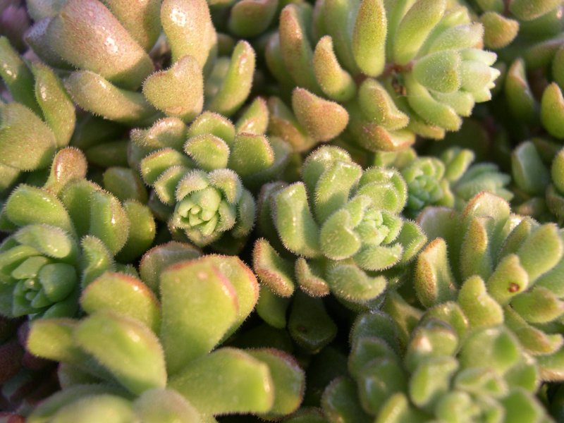 Sedum perezdelarosae