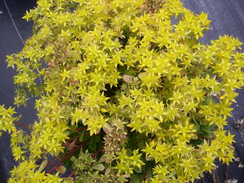 Седум hybridum Immergrunchen
