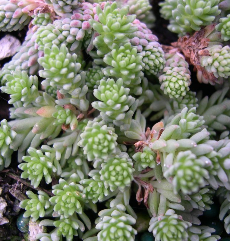 Очиток Sedum