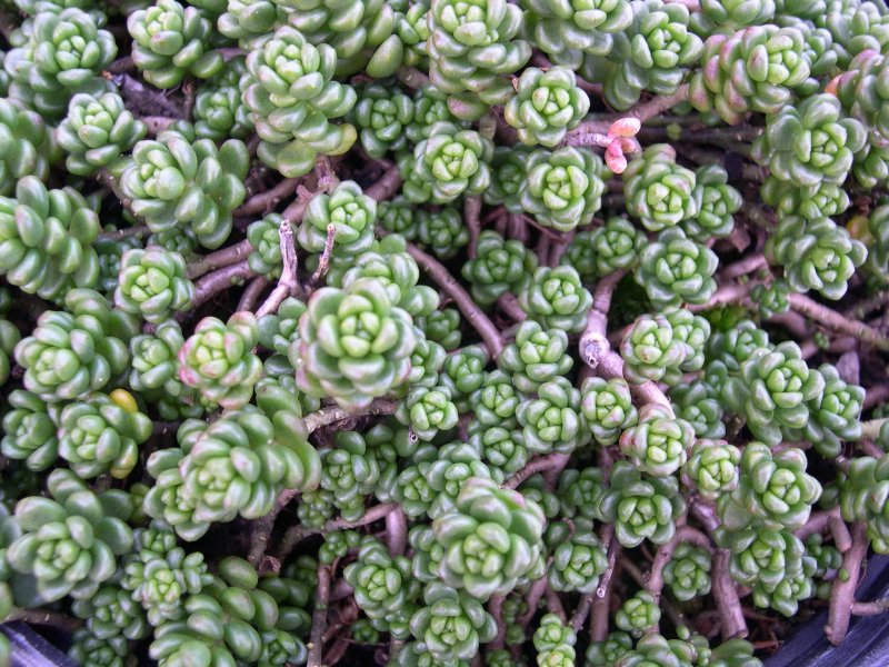 Sedum dasyphyllum (Эверса