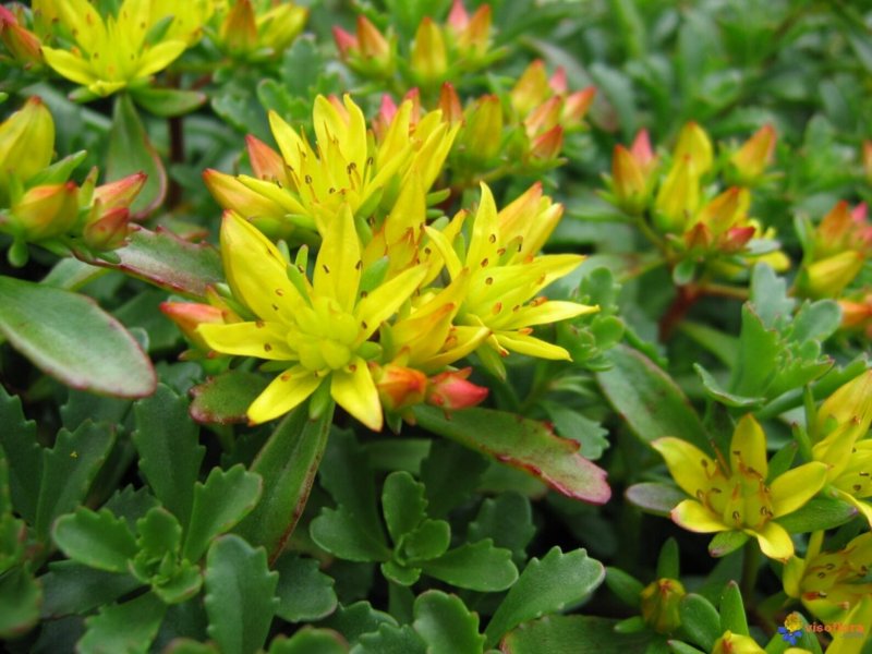 Sedum Aizoon GREENINFO