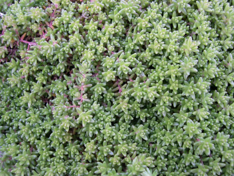 Очиток английский Sedum Anglicum