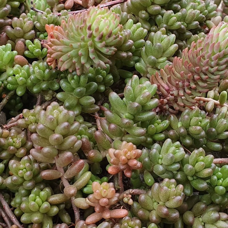 Очиток Sedum