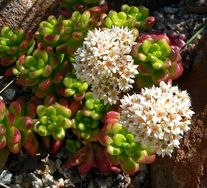 Очиток Вайнберга (Sedum weinbergii