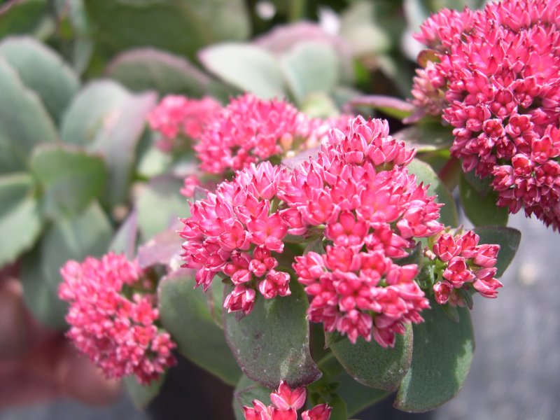 Sedum telephium Red Cauli