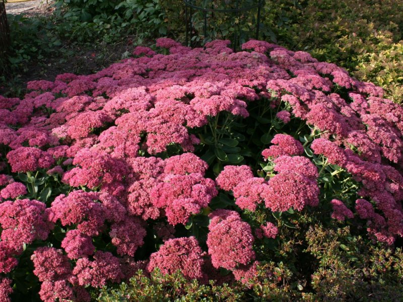 Очиток телефиум Herbstfreude