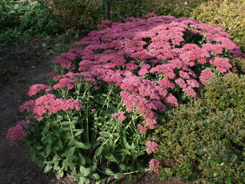 Седум Видный 'Herbstfreude'
