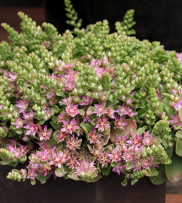 Очиток Вайнберга (Sedum weinbergii