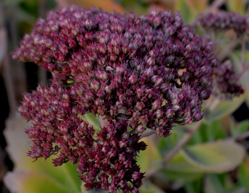Седум Sedum telephium oriental Dancer