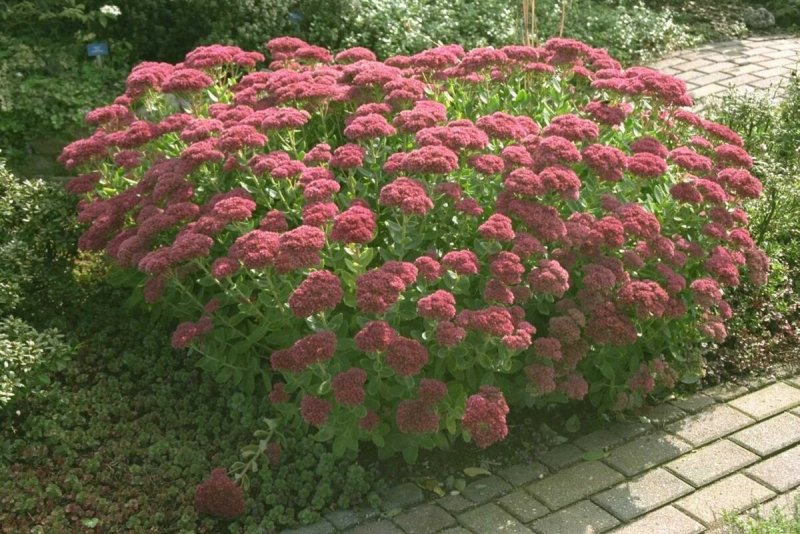 Очиток телефиум Herbstfreude