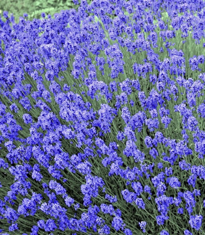 Лаванда Hidcote Blue Lavandula