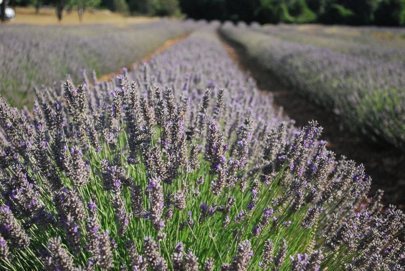 Lavandula Intermedia Dutch