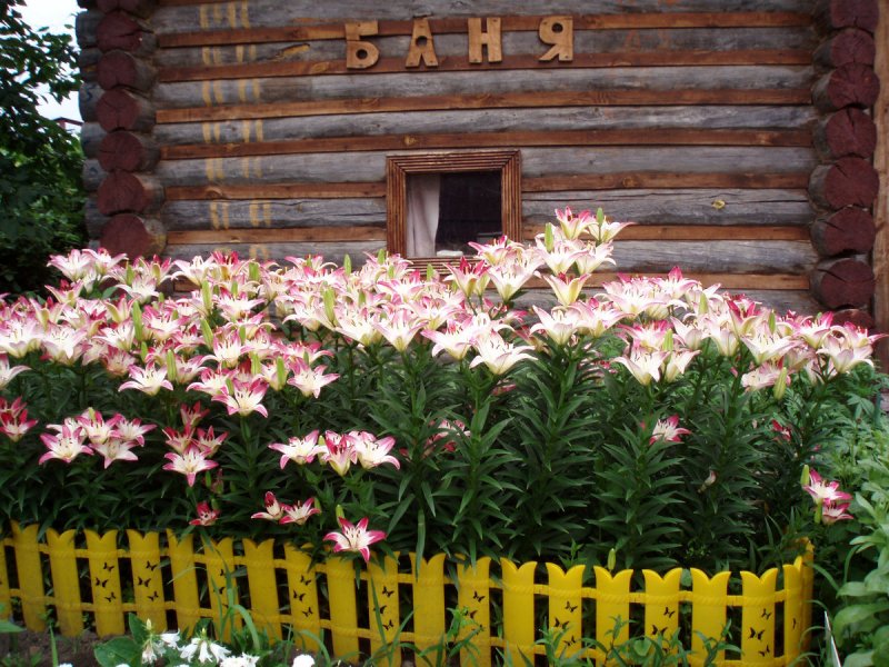 Клумба с лилиями
