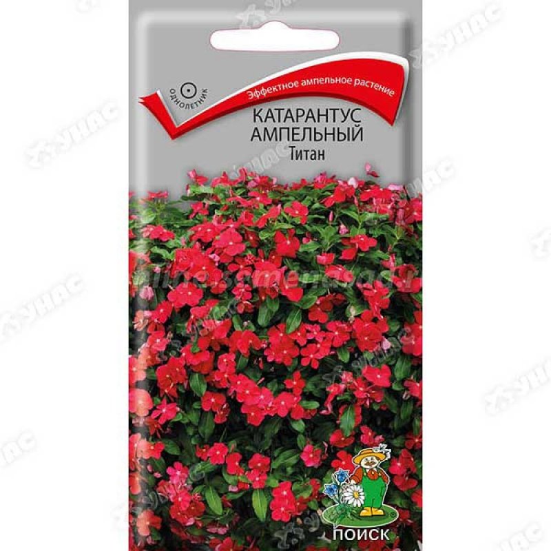 ПЦ/катарантус Титан ампельный 10шт