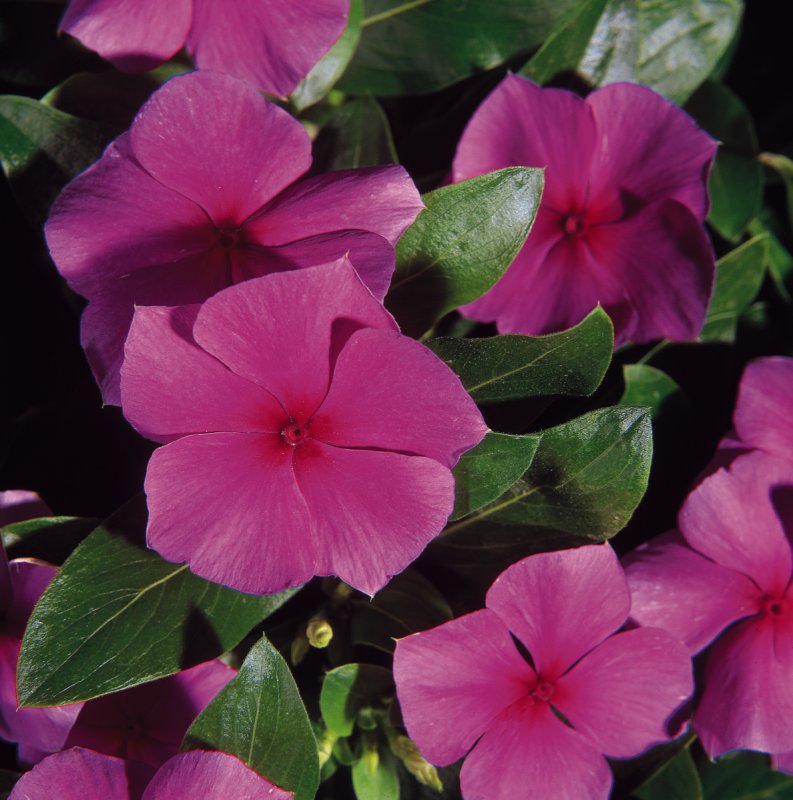 Бальзамин Impatiens