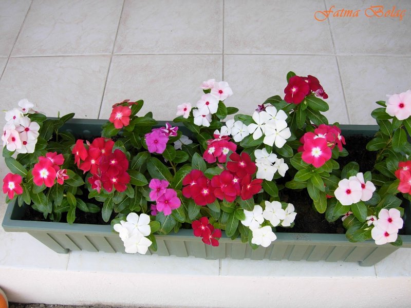 Катарантус Cora Cascade