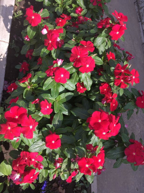 Catharanthus roseus катарантус розовый