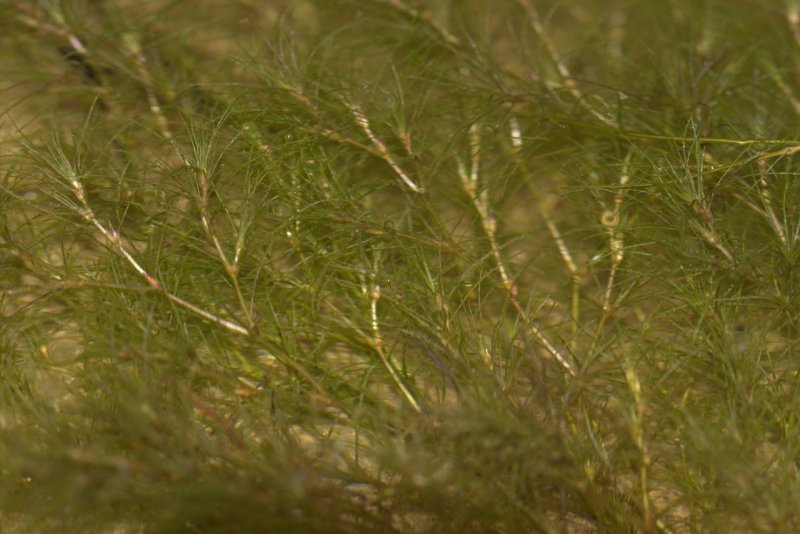 Каулиния гибкая Caulinia flexilis Willd.