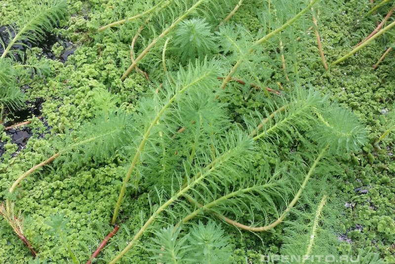 Уруть мутовчатая - Myriophýllum verticillátum