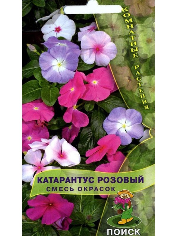 Катарантус САНШТОРМ