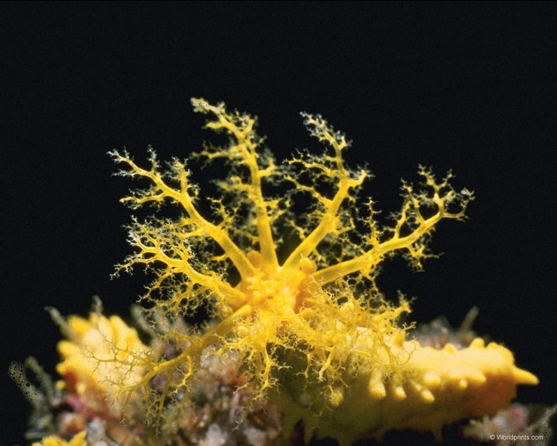 Каулиния гибкая Caulinia flexilis Willd.
