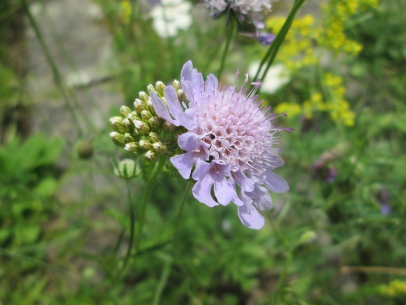Скабио́за бледно-жёлтая (Scabiosa ochroleuca l.)