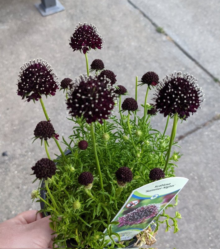 Scabiosa Atropurpurea