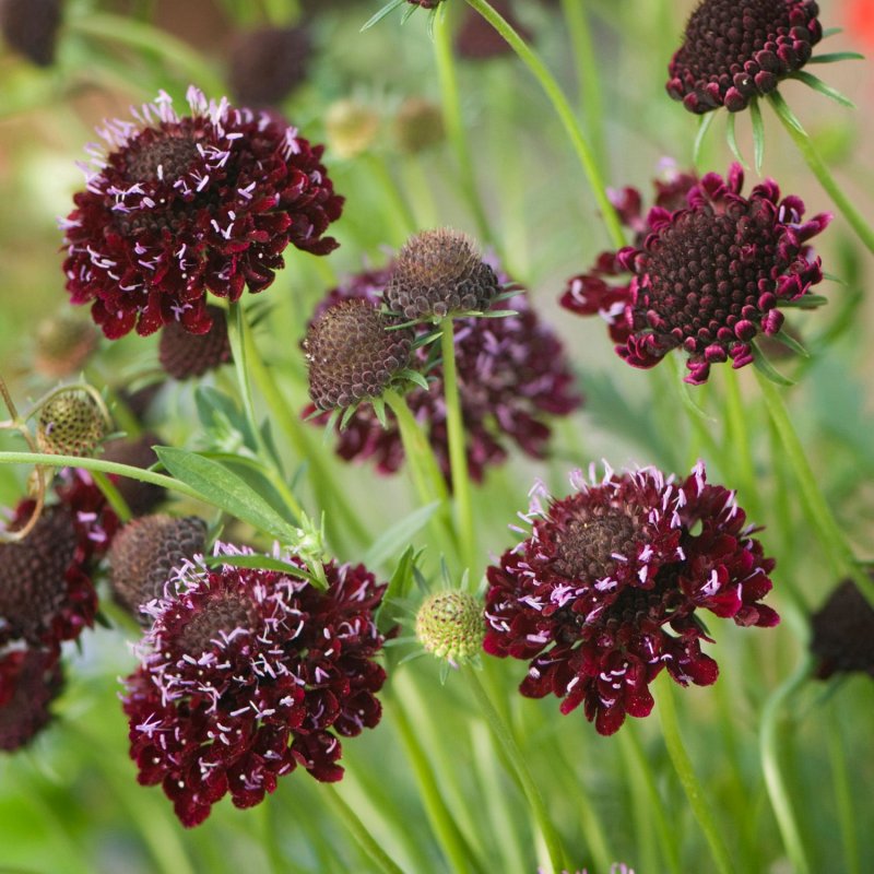 Скабиоза Atropurpurea