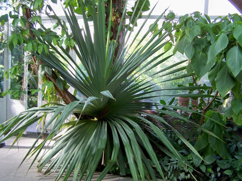 Панданус Вейча - Pandanus veitchii -