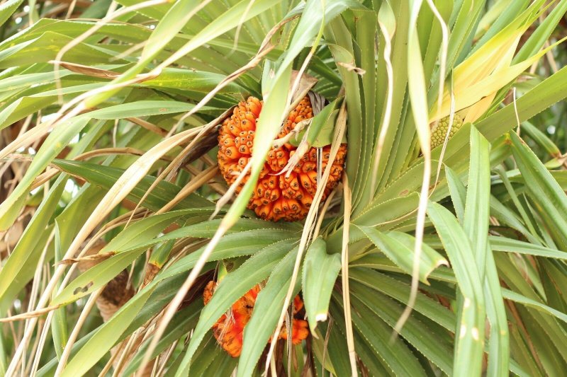 ШИШКОНОСНЫЕ саговники панданус (Pandanus).