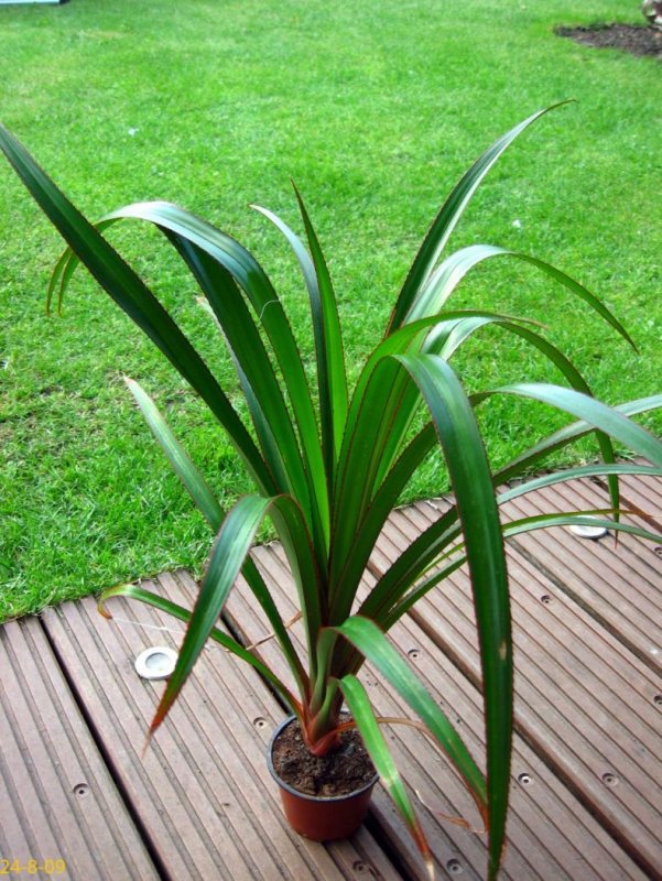 Пальма винтовая панданус Сандера (Pandanus sanderi)