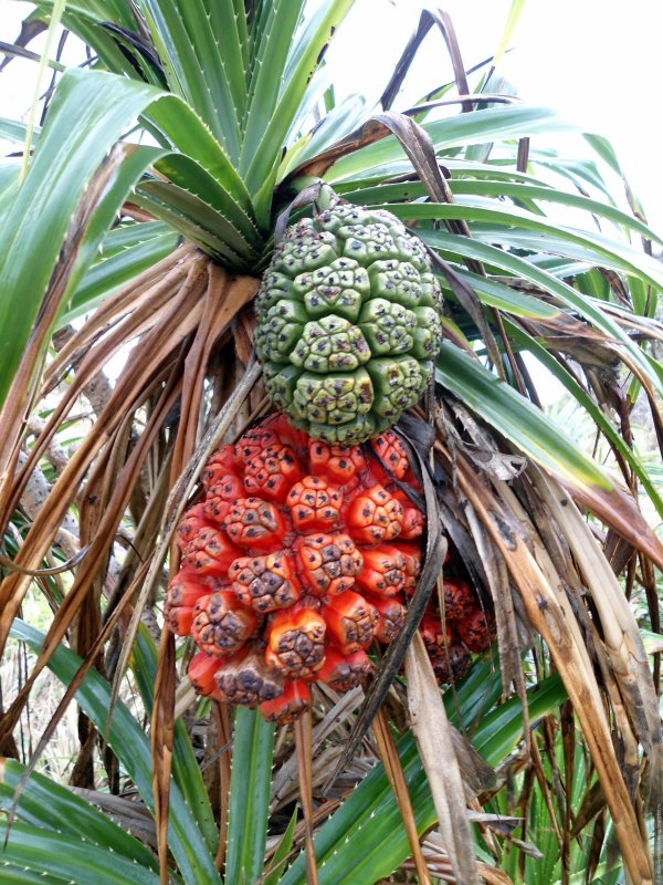 Pandanus odoratissimus