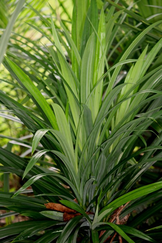 Pandanus amaryllifolius