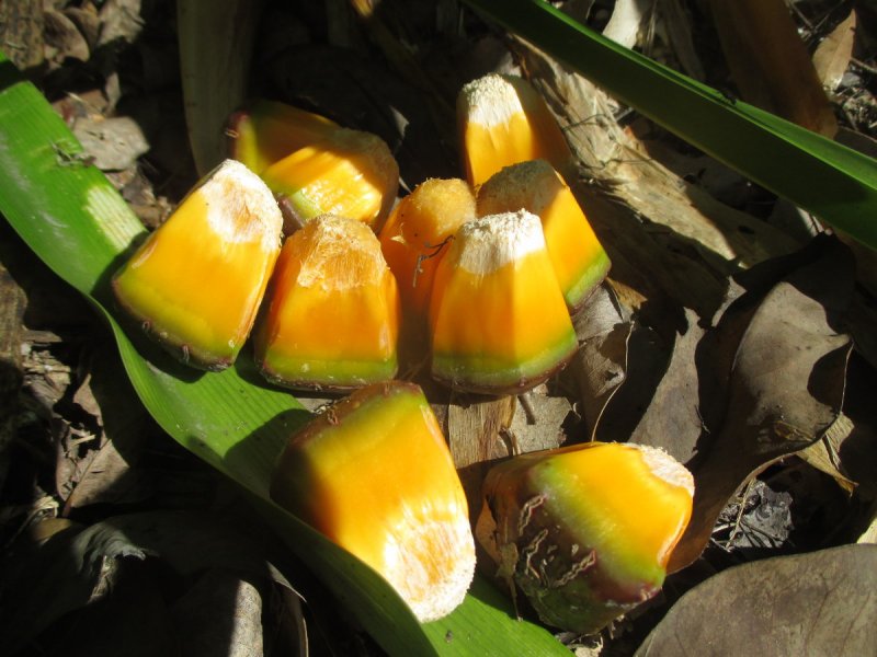 Pandanus utilis
