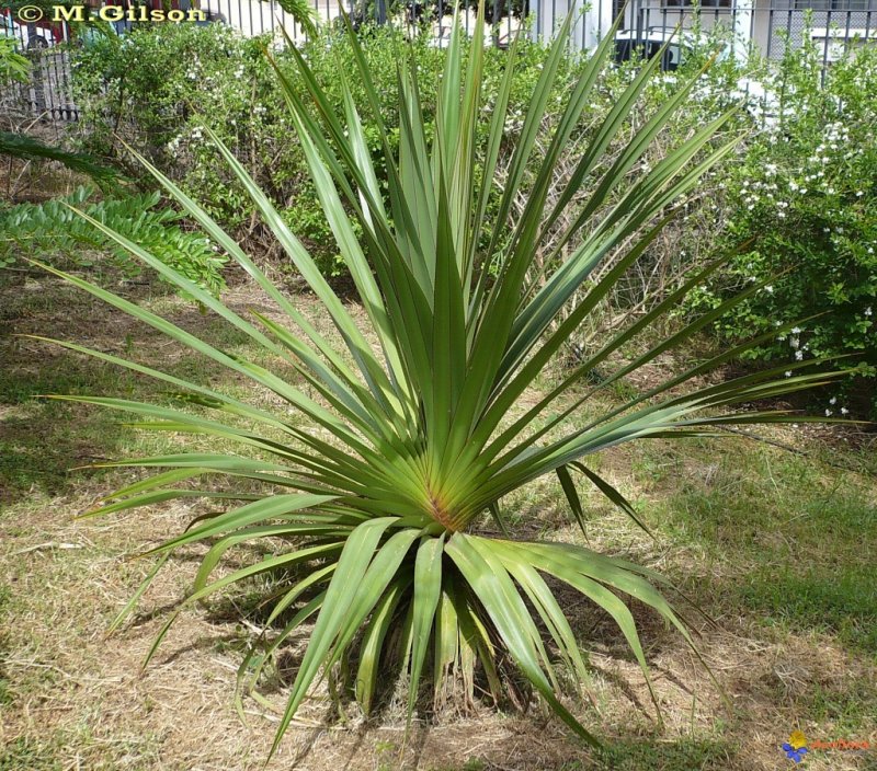 Pandanus полезный
