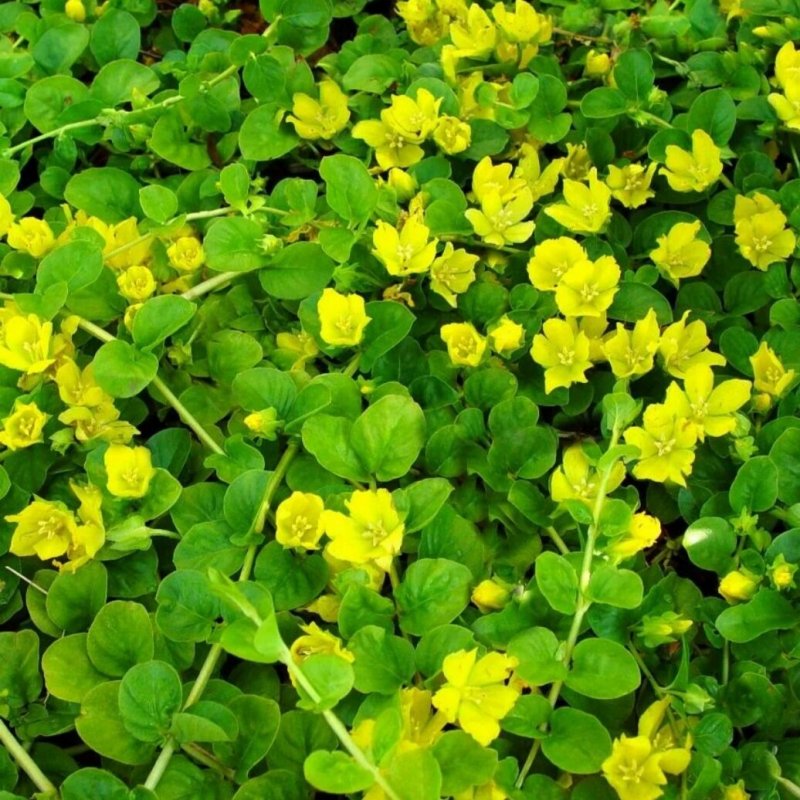 Вербейник монетчатый (Lysimachia nummularia)
