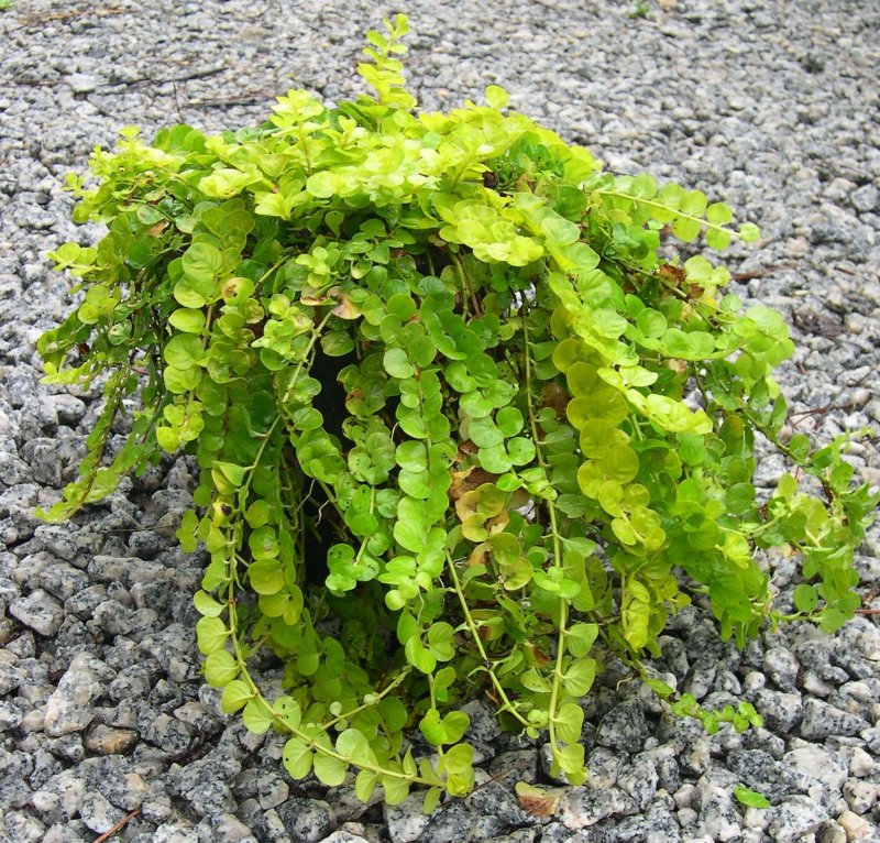 Вербейник монетчатый (Lysimachia nummularia "Aurea")