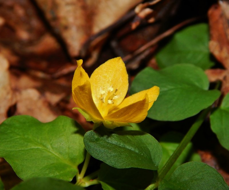 Вербейник монетчатый (Lysimachia nummularia)